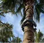 Luz LED circular para árbol de 24V CC para exteriores, bombilla de luz cálida expandible para palmeras y jardines, iluminación LED de pilar romano (5 JUEGOS)